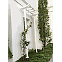 Tree Pergola 2 Post